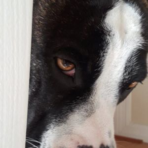 Meet your Posher, Rafael